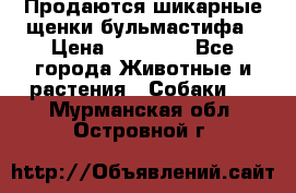 Продаются шикарные щенки бульмастифа › Цена ­ 45 000 - Все города Животные и растения » Собаки   . Мурманская обл.,Островной г.